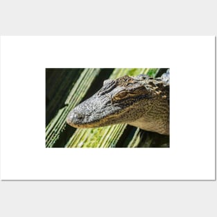 Grand Alligator Posters and Art